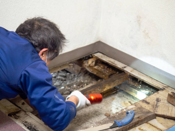 Best Mold Remediation  in Topeka, IN