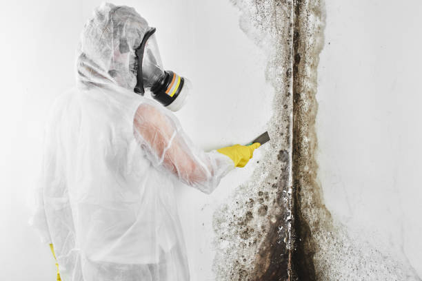 Best Best Mold Removal Companies  in Topeka, IN