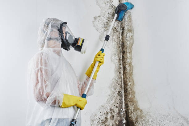 Best Certified Mold Removal  in Topeka, IN