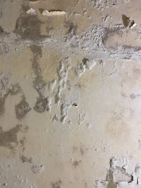 Best Local Mold Removal Service  in Topeka, IN