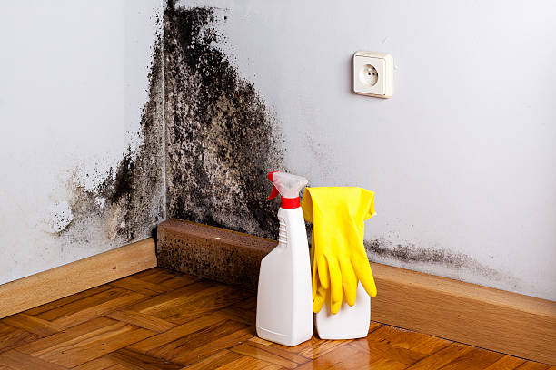 Best Emergency Mold Removal  in Topeka, IN
