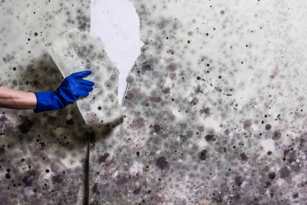 Best Same-Day Mold Removal  in Topeka, IN